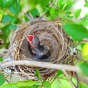 Baby Birds in Nest