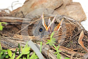 Baby birds in nest