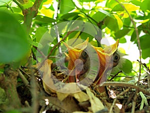 Baby birds in nest