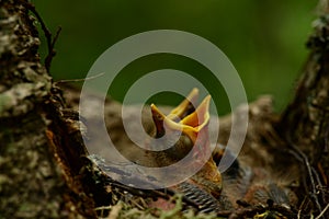 Baby birds  in the nest with  closed eyes and  with yellow beaks