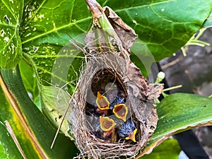 baby birds in the nest on the green leaf background