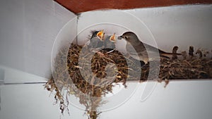 Baby birds in nest, mother bird feeding, animal photography