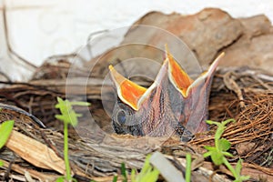 Baby birds in nest