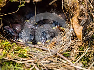 Baby Birds in Nest, New Born Birds Sleeping