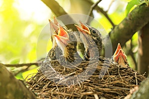 Baby birds in a nest on a tree branch close up in sunlight