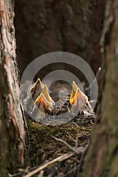 Baby birds in a nest on tree close-up