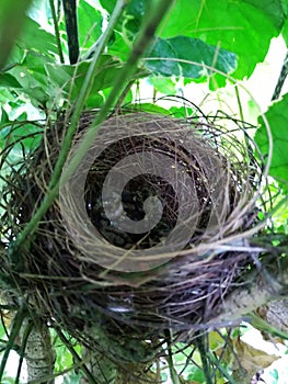 Baby birds nest on a tree Closeup shot  1 photo