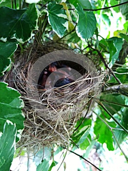 Baby birds nest on a tree Closeup shot  3 photo
