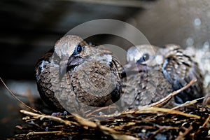 Baby birds in a nest tucked away in the rafters of a porch.