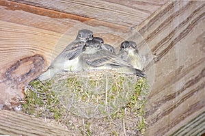 Baby Birds in a nest waiting to be fed