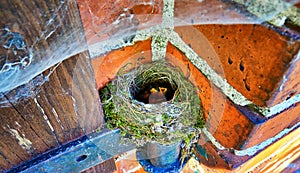 Baby birds with open yellow mouths in the nest by an old barn door