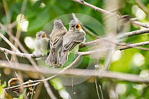 3 baby birds sitting on a branch waiting to be fed