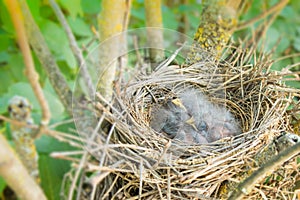 Baby Birds Snuggled Up in Nest
