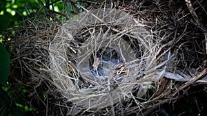 The baby birds are waiting for food. When will the mother bird come?