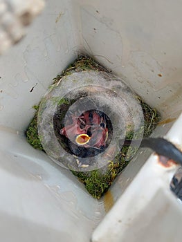 Baby birds waiting for mum to get food