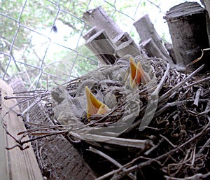 The baby birds