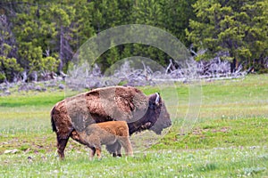 Baby bison sucking milk from its mother