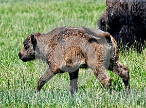 A Baby Bison #1 photo