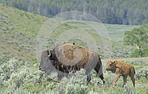 Baby Bison trailing behind mom in Yellowstone National Park.