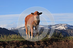 Baby Bison in Yellowstone National Park Looks at the Viewer