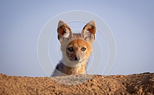 A baby black backed jackal peers over edge of its den