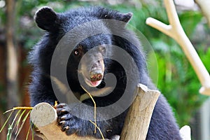 A baby black bear climbs on a trunk photo