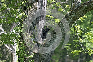 Baby black bear climbing a tree under the sunlight with a blurry background