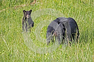 A baby Black Bear Cub stands up in a field of grass.