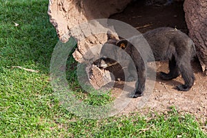 Baby Black Bear by a Log