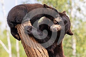Baby black bear playing in the tree