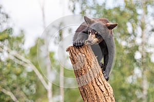 Baby black bear playing in the tree