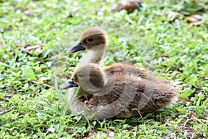 Baby Black Bellied Whistling Duck Ducklings