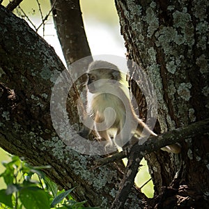 Baby black face monkey in a tree