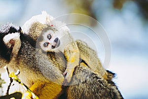 Baby black-headed yellow saimiri monkey photo