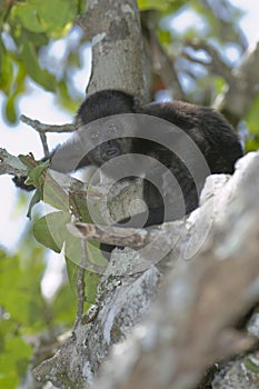 Baby Black Howler Monkey, Belize