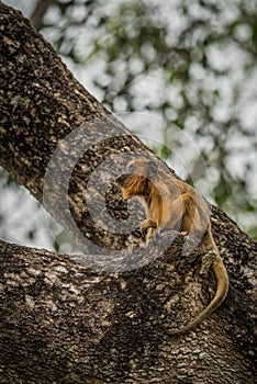 Baby black howler monkey looking up tree