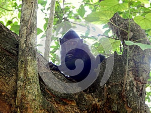 Baby black monkey on tree