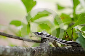 Baby Black Ratsnake on Limb