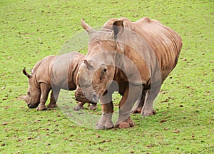 Baby Black Rhino and mother