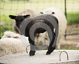 Baby Black Sheep