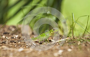 Baby Black Spiny-Tailed Iguana