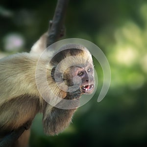 Baby Black-striped Capuchin Monkey