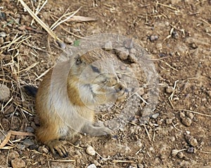 Baby Black-Tailed Prairie Dog (Cynomys ludovicianus) Nibbling