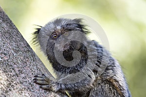 Baby black-tufted marmoset