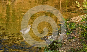 Baby Black-winged Stilt in shallow waters