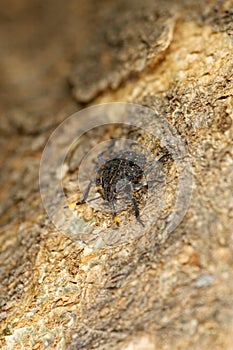 Baby black and yellow stink bug