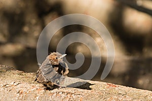 Baby blackbird basking