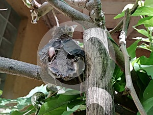 Baby blackbird  environment conservation 