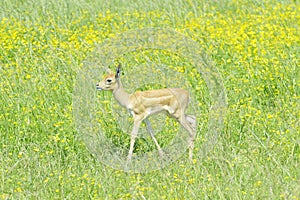 Baby Blackbuck Antelope (Antilope cervicapra)