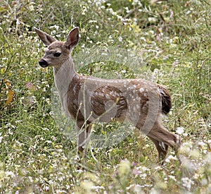 Baby Blacktail Fawn (Columbian Blacktailed Deer) photo